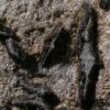 Opegrapha subelevata